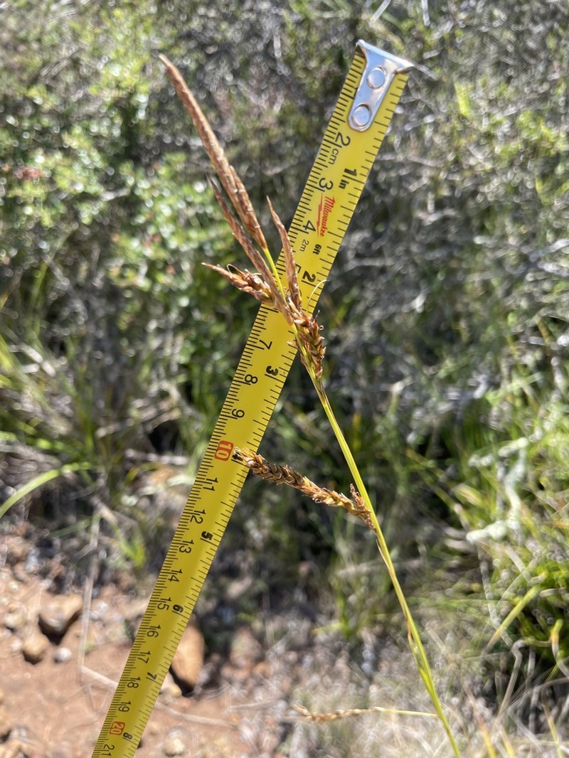 San Luis Obispo Sedge photo 5