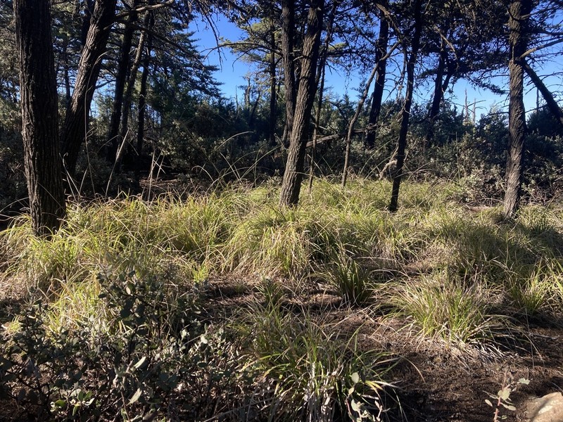 San Luis Obispo Sedge photo 6