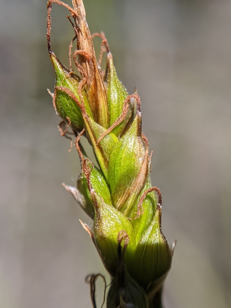 San Luis Obispo Sedge photo 7