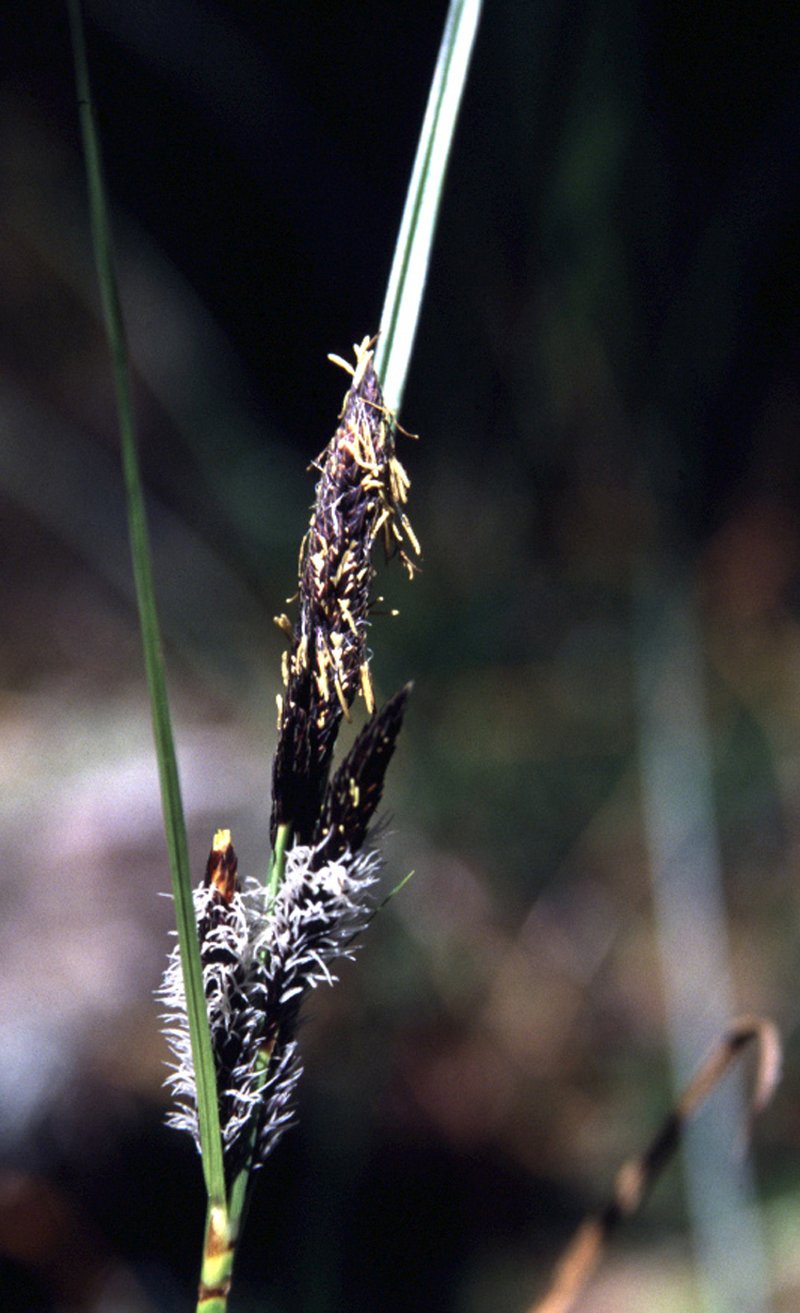 Slough Sedge