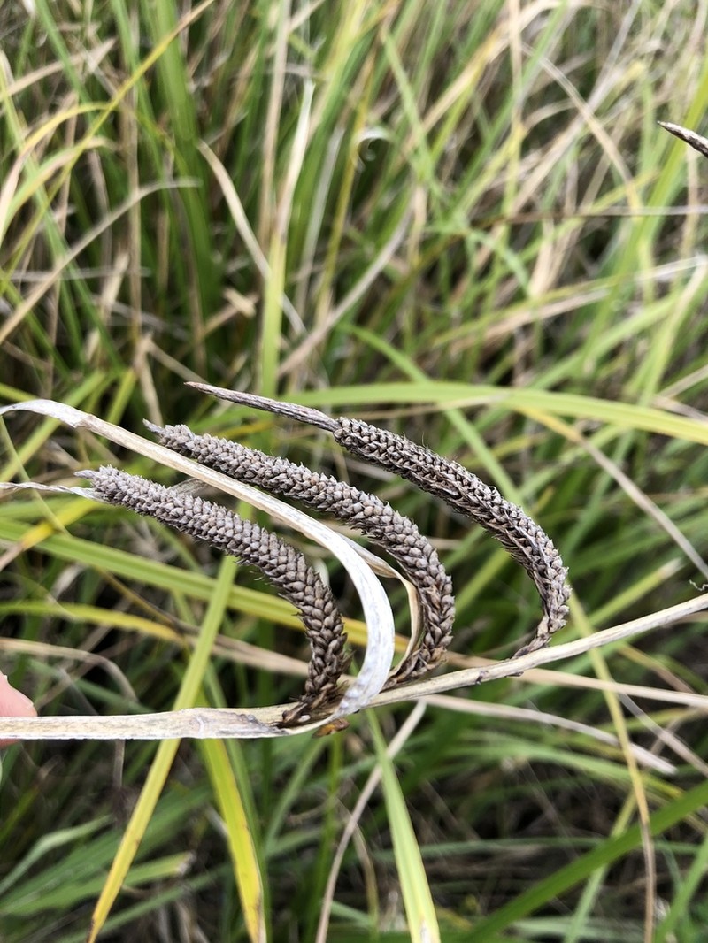 Slough Sedge photo 2
