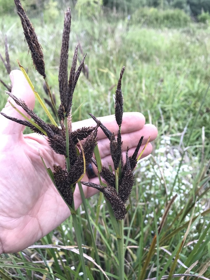 Slough Sedge photo 3