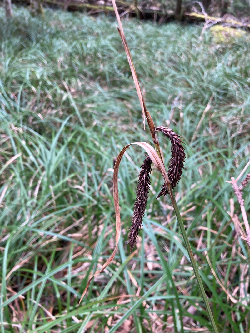 Slough Sedge photo 4