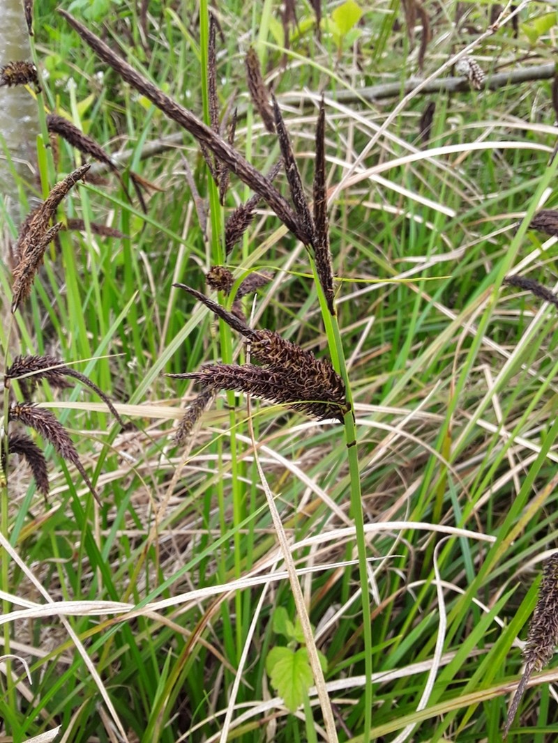 Slough Sedge photo 5