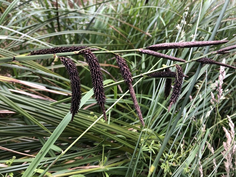 Slough Sedge photo 6