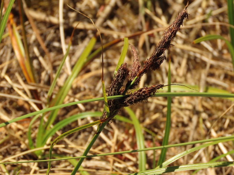Slough Sedge photo 7