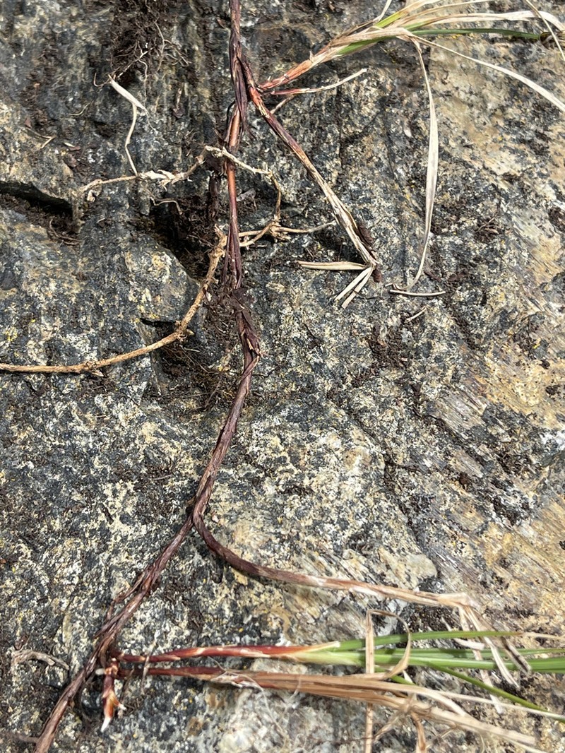 Obtuse Sedge photo 4
