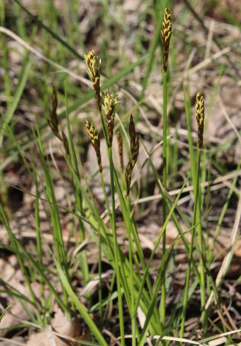Obtuse Sedge photo 5