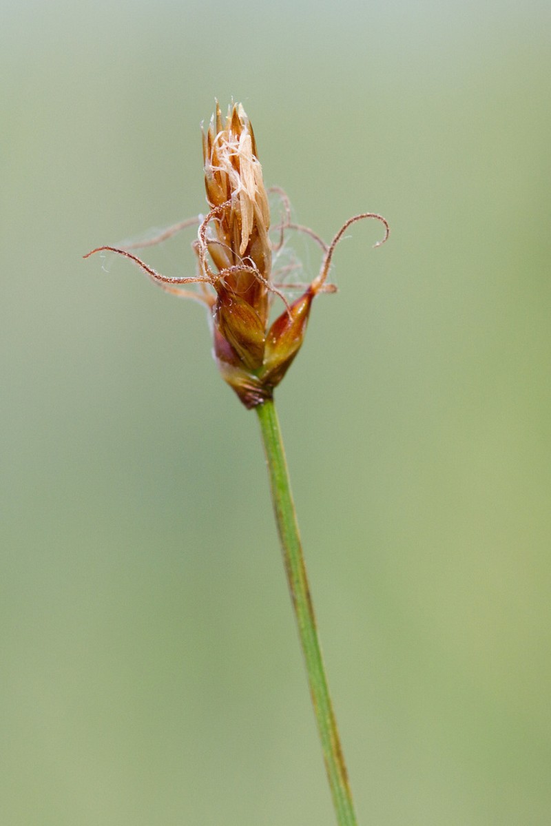 Obtuse Sedge photo 6