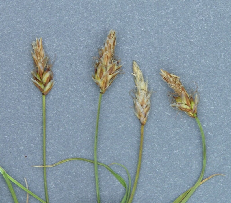 Obtuse Sedge photo 7