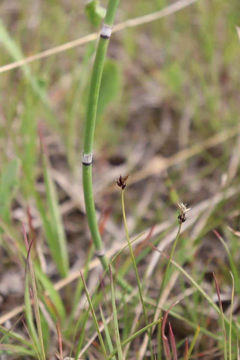 Obtuse Sedge photo 8