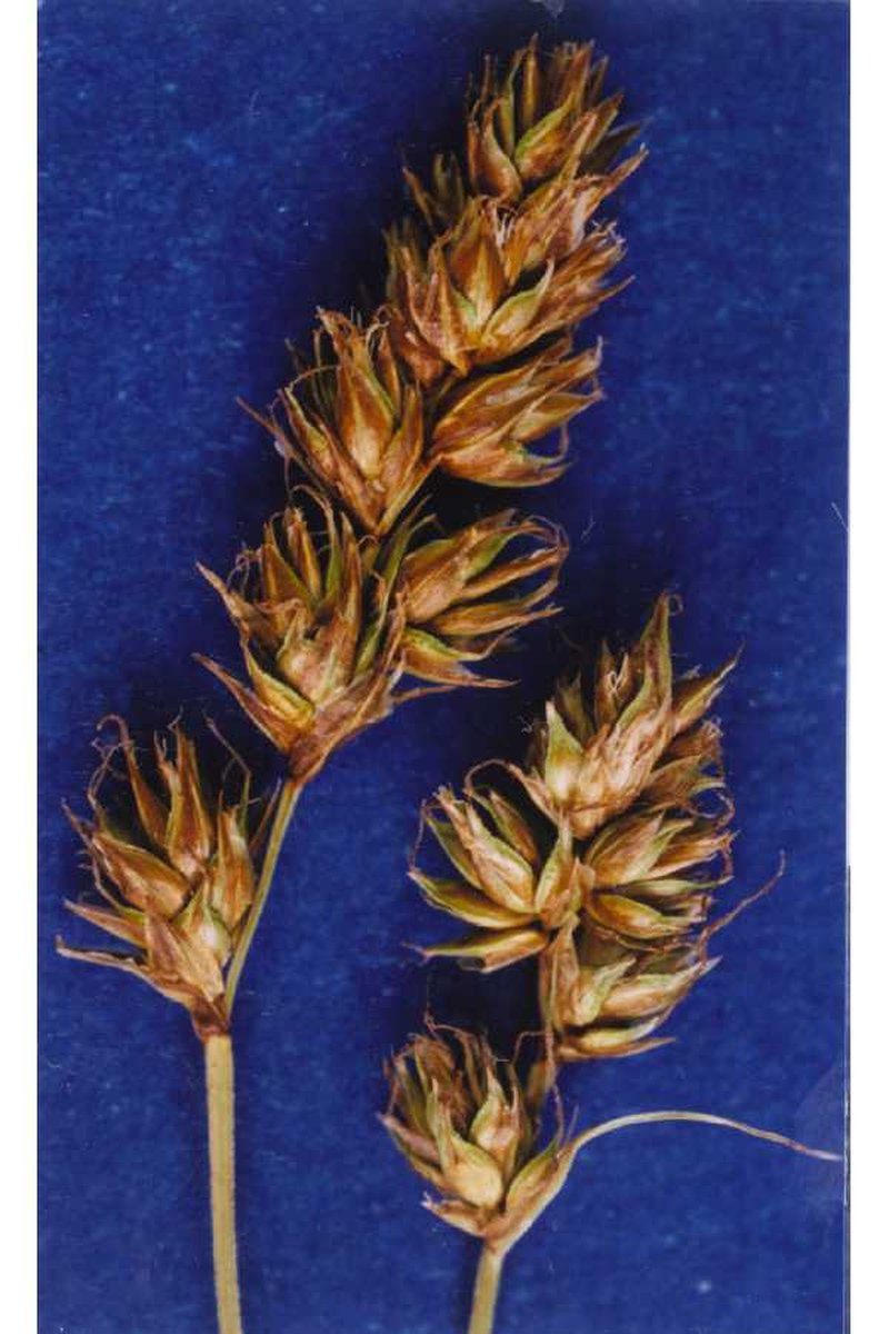 Western Sedge
