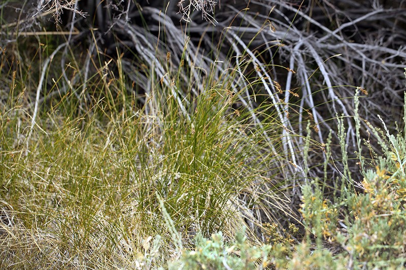 Western Sedge photo 3