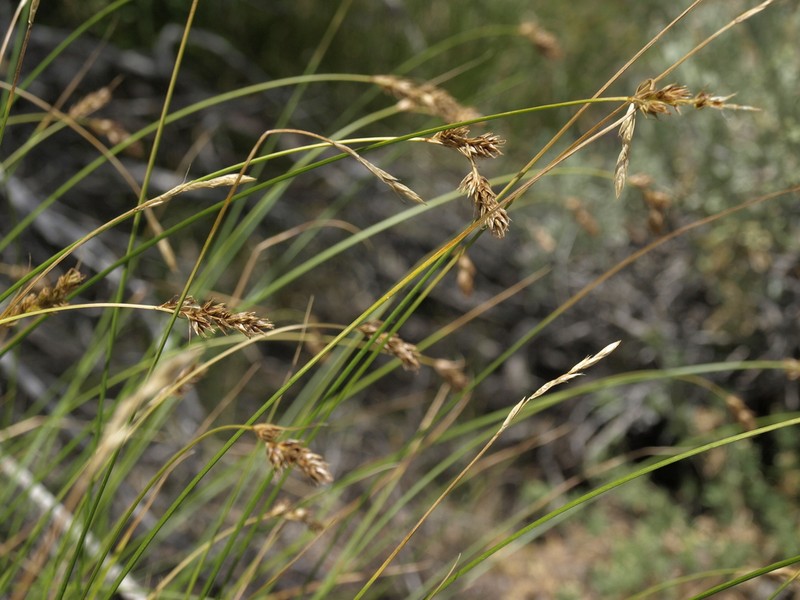 Western Sedge photo 4