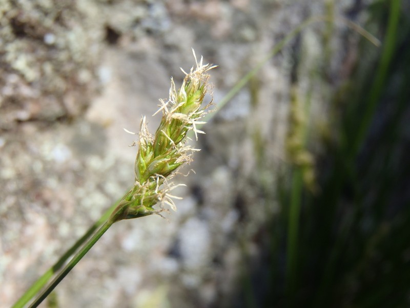Western Sedge photo 5