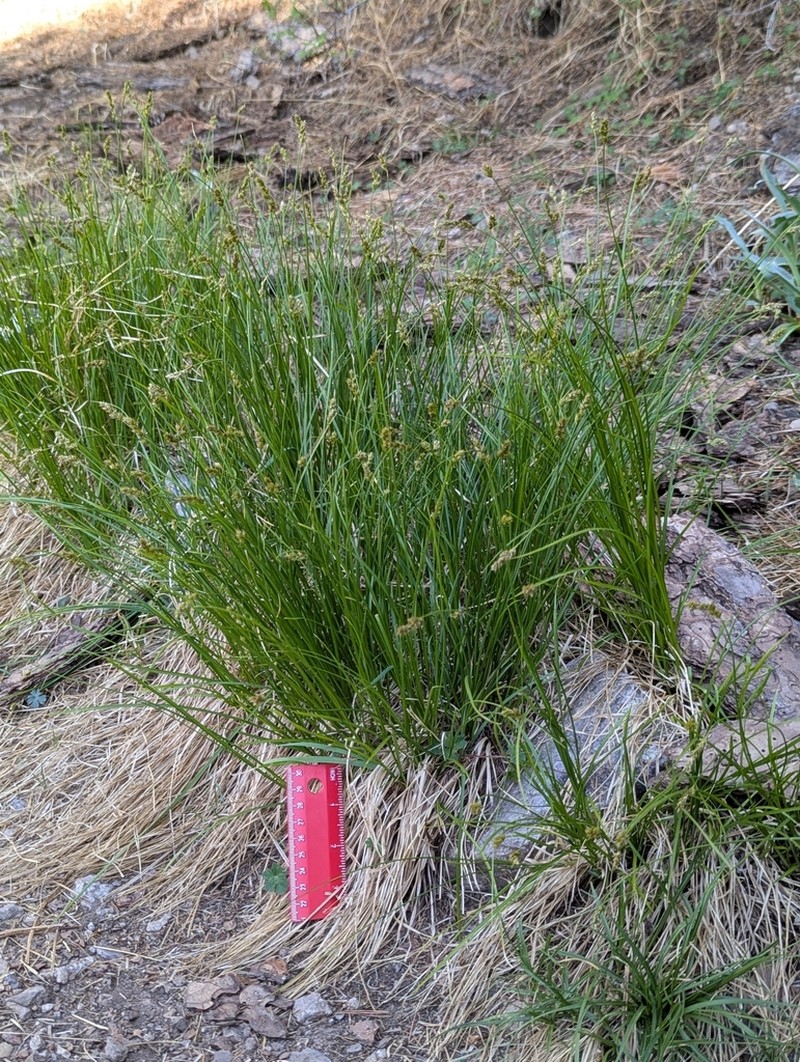 Western Sedge photo 6