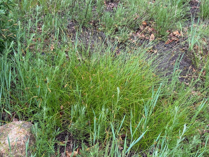 Western Sedge photo 7