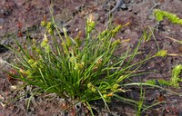 Carex oederi