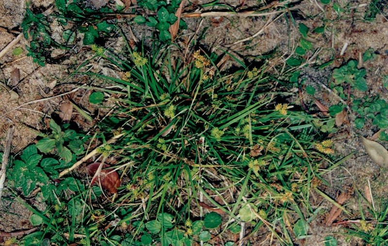 Carex oederi photo 3