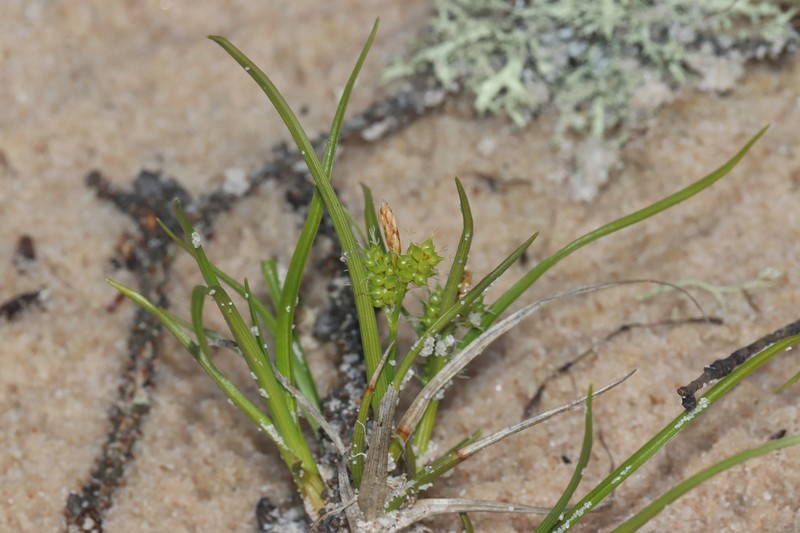 Carex oederi photo 4
