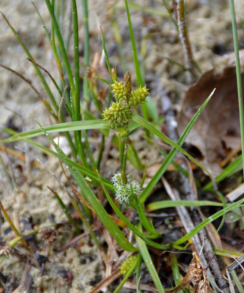 Carex oederi photo 5