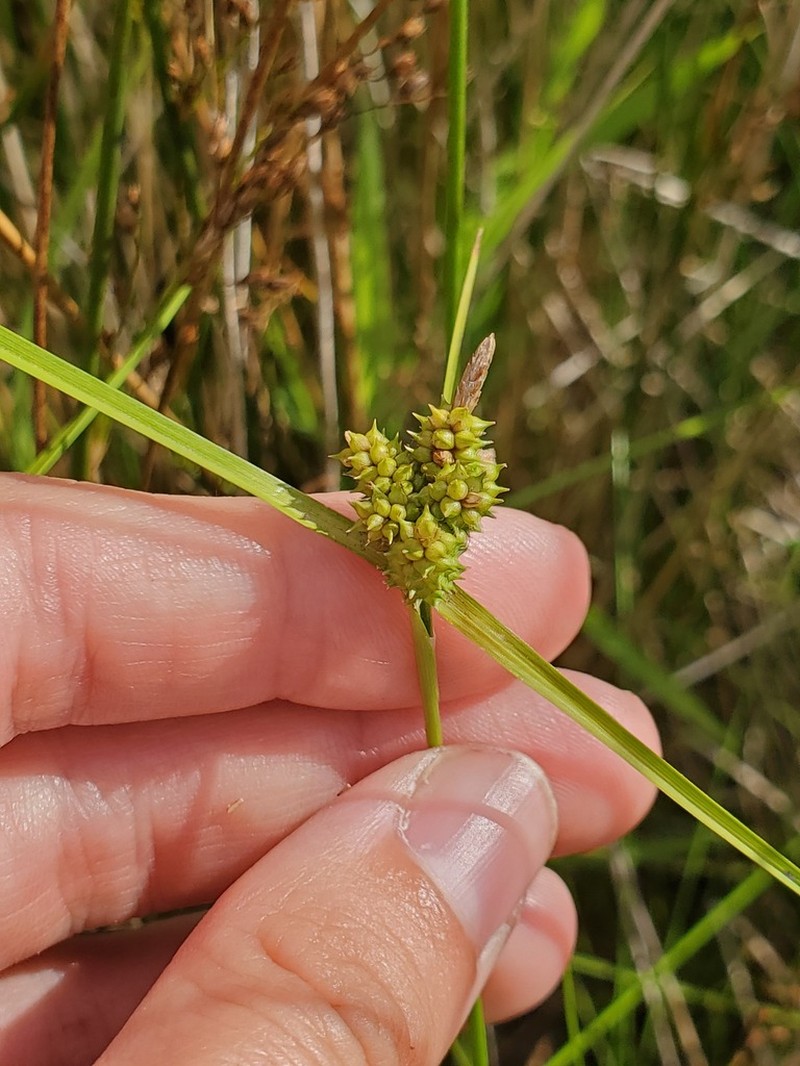 Carex oederi photo 6