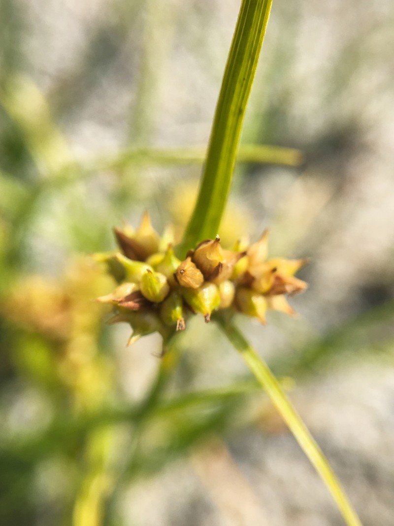 Carex oederi photo 7