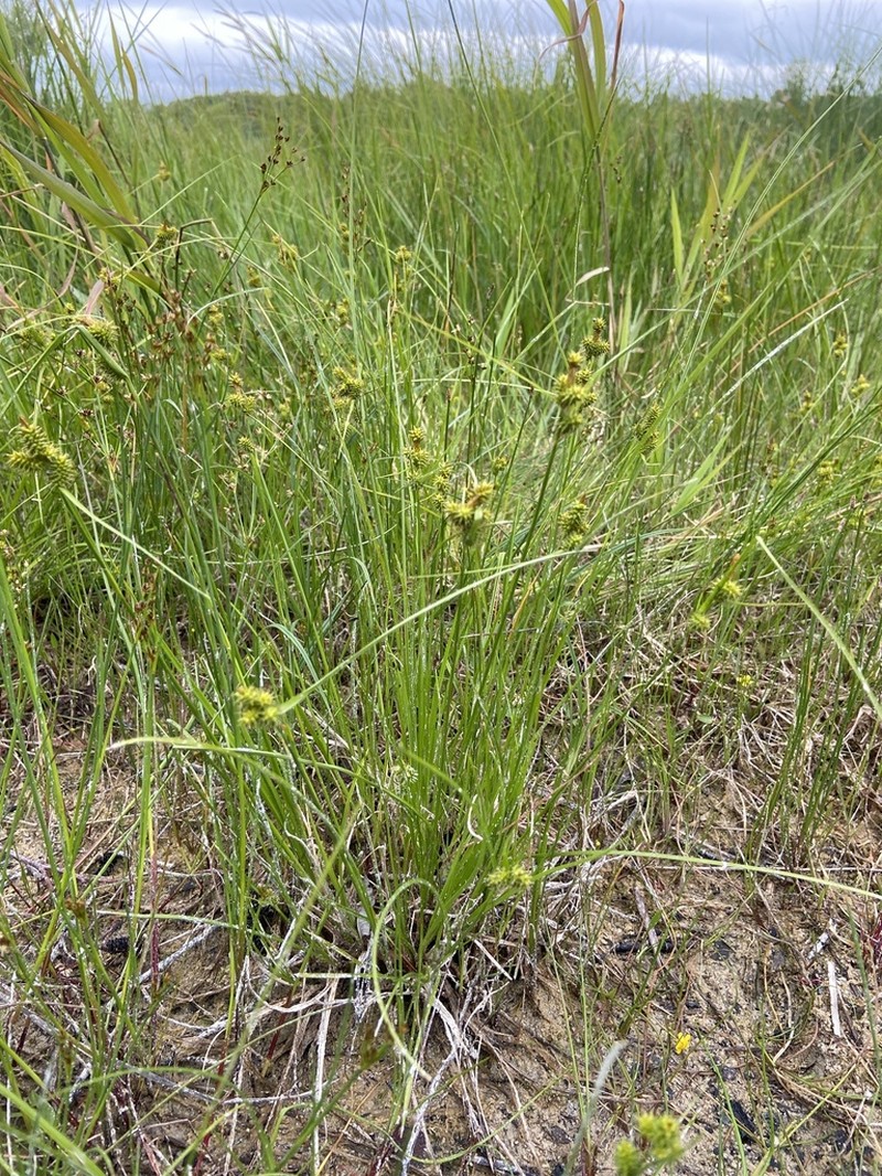 Carex oederi photo 8