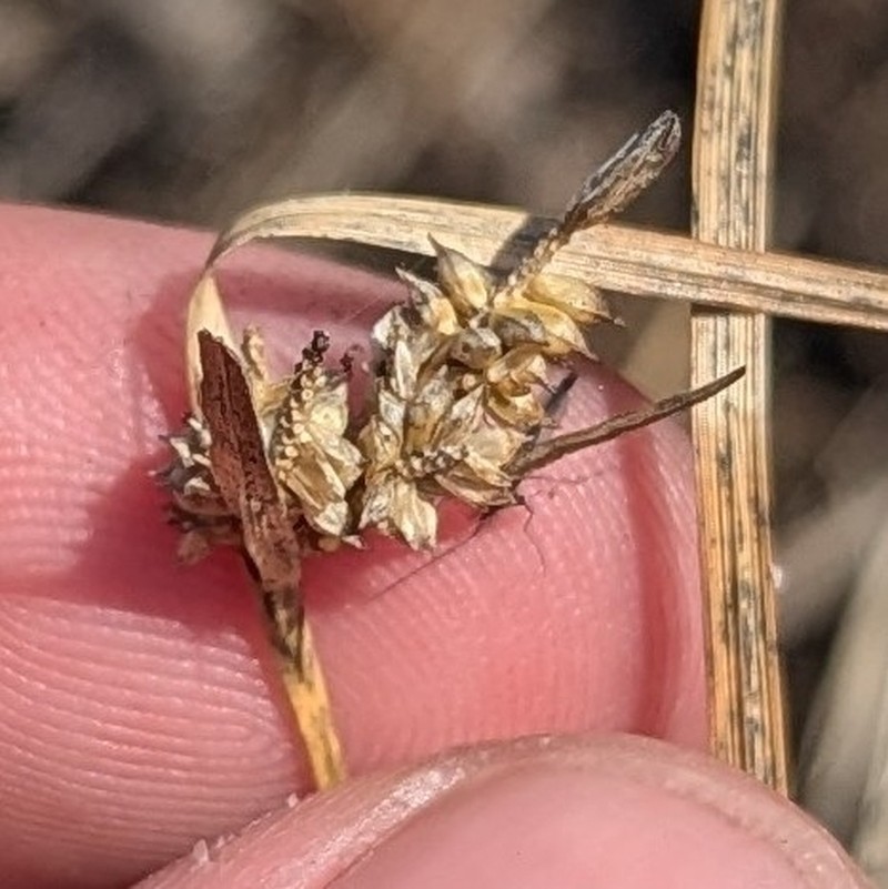 Little Green Sedge