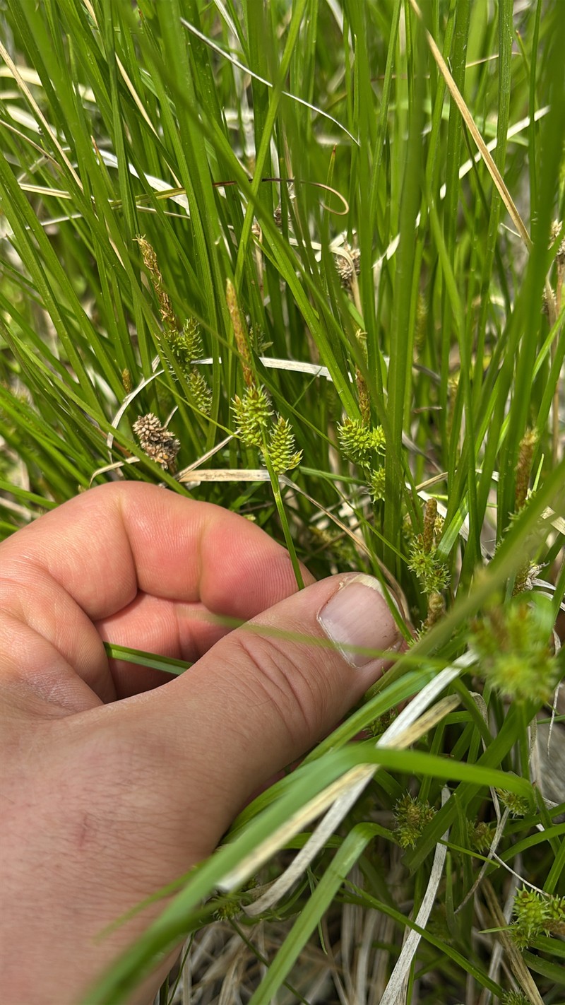 Little Green Sedge photo 2