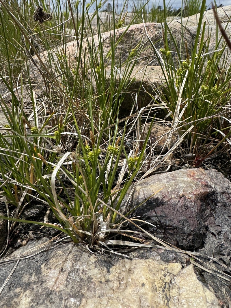 Little Green Sedge photo 3