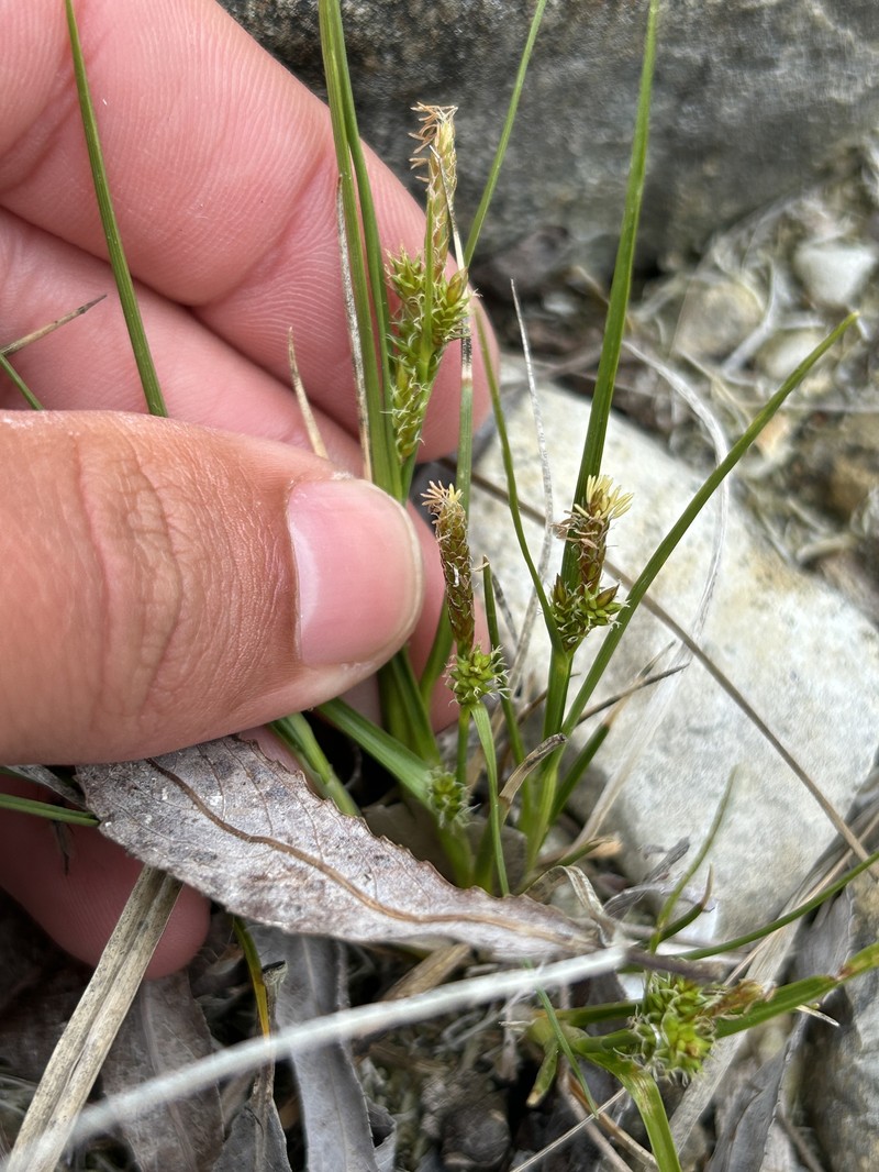 Little Green Sedge photo 4