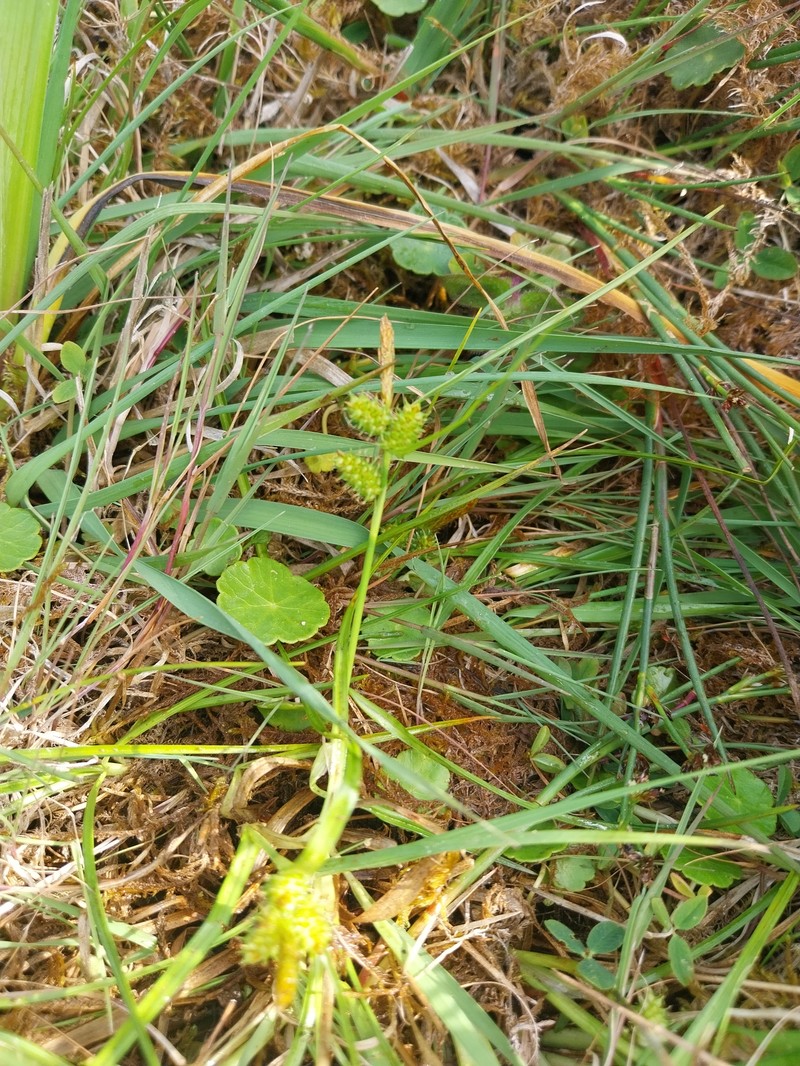 Little Green Sedge photo 5