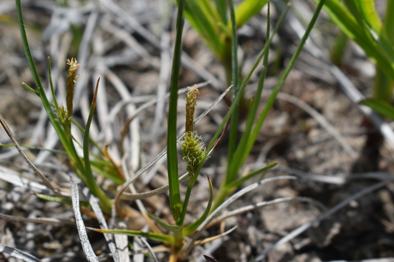 Little Green Sedge photo 6