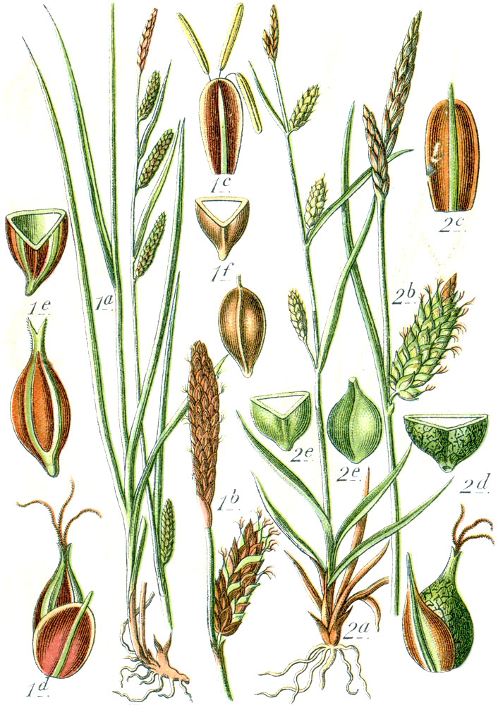 Oklahoma Sedge