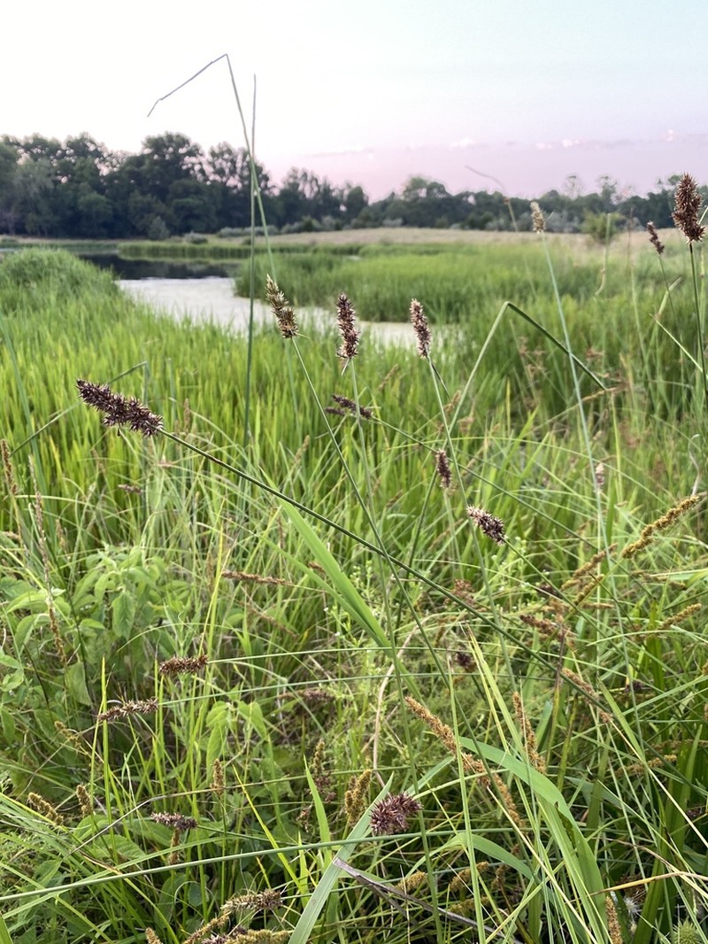 Oklahoma Sedge photo 3