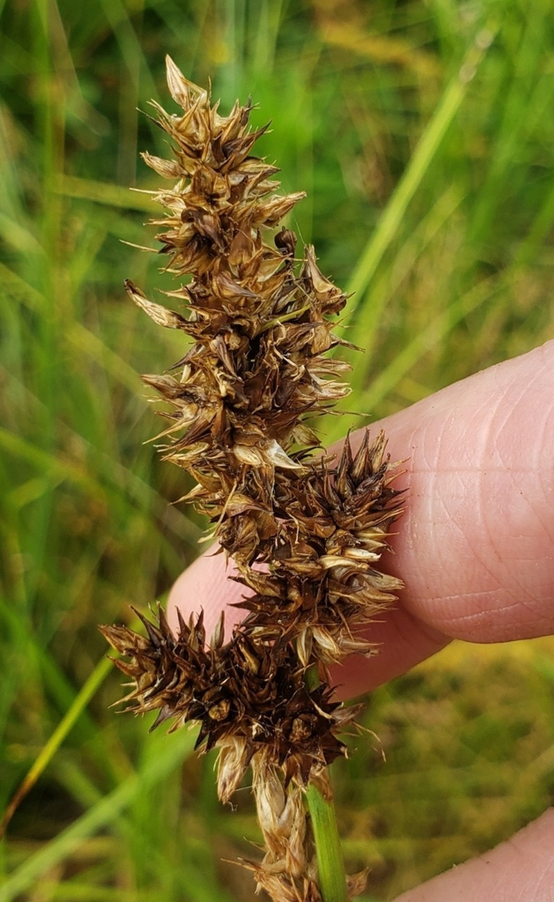 Oklahoma Sedge photo 4