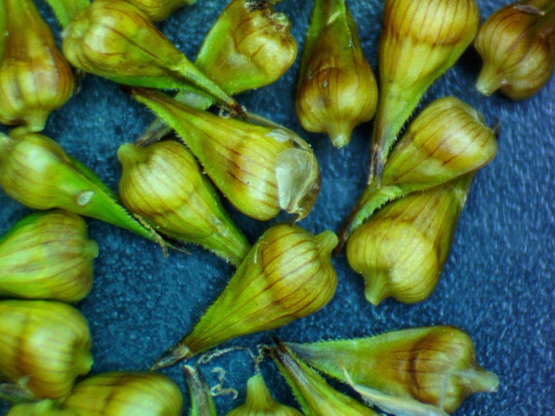 Oklahoma Sedge photo 5