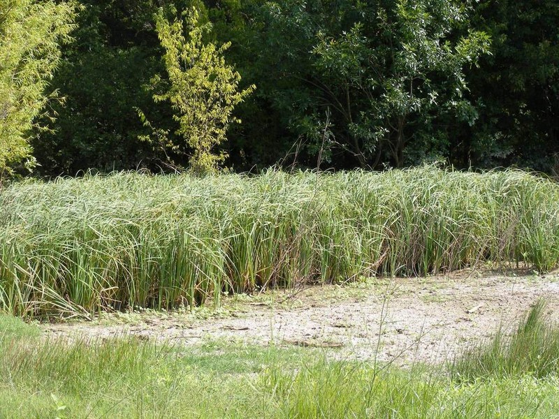 Oklahoma Sedge photo 6