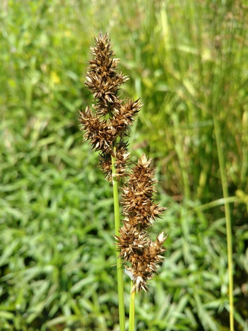 Oklahoma Sedge photo 7