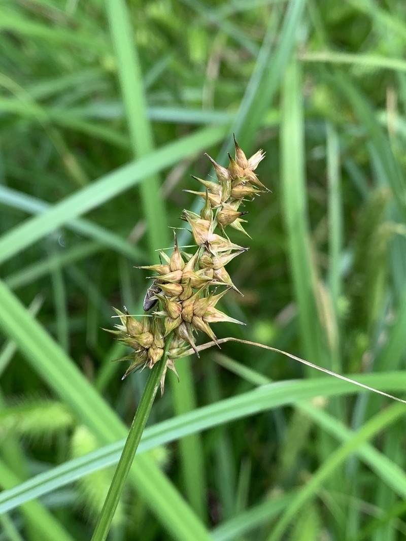Oklahoma Sedge photo 8
