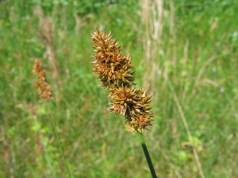Oklahoma Sedge photo 9