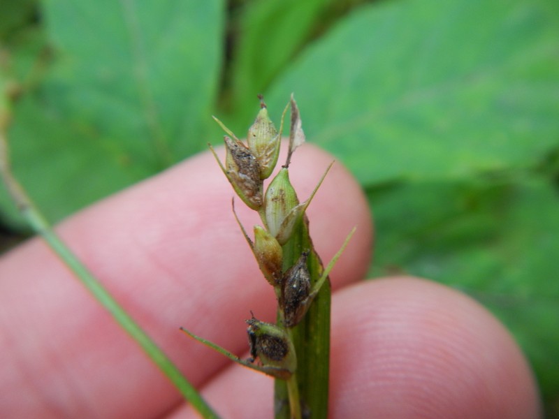 Richwoods Sedge photo 6
