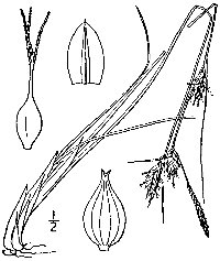 Fewseed Sedge