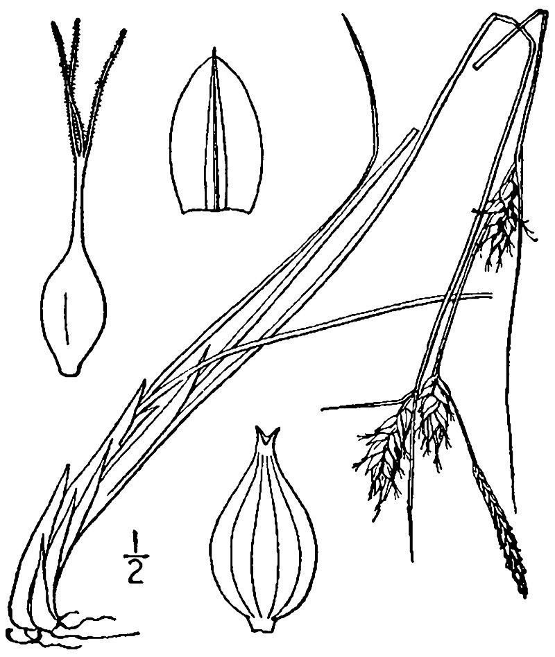 Fewseed Sedge