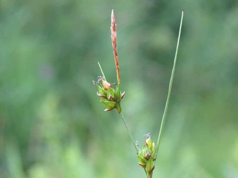 Fewseed Sedge photo 5