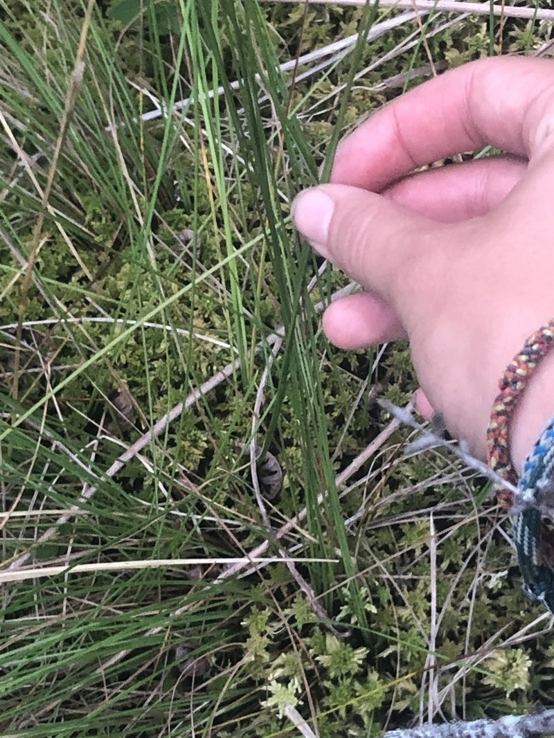 Fewseed Sedge photo 6