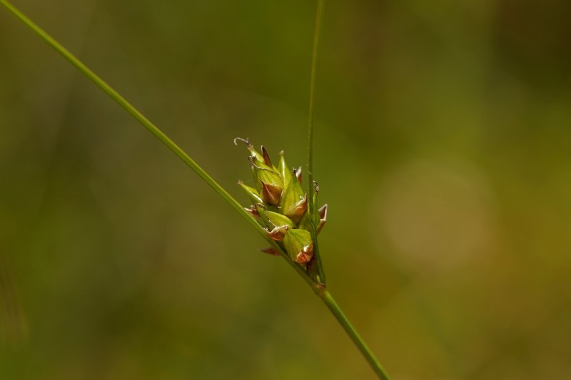 Fewseed Sedge photo 7