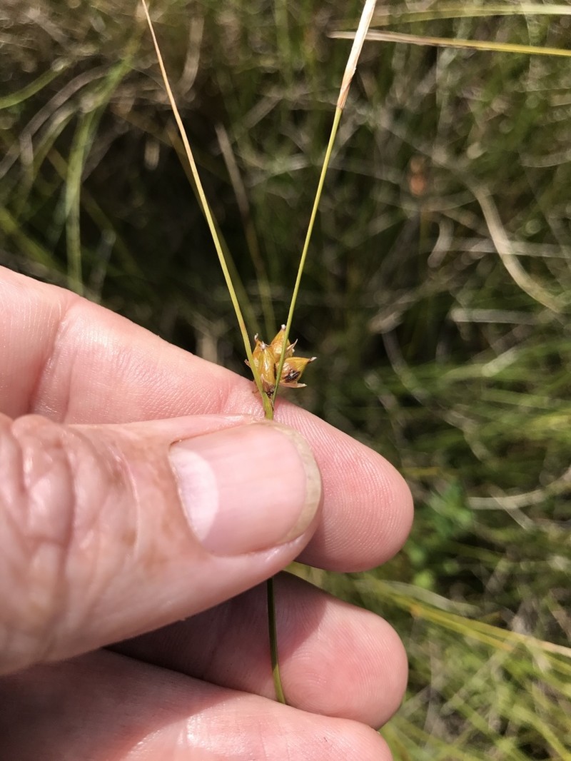 Fewseed Sedge photo 8