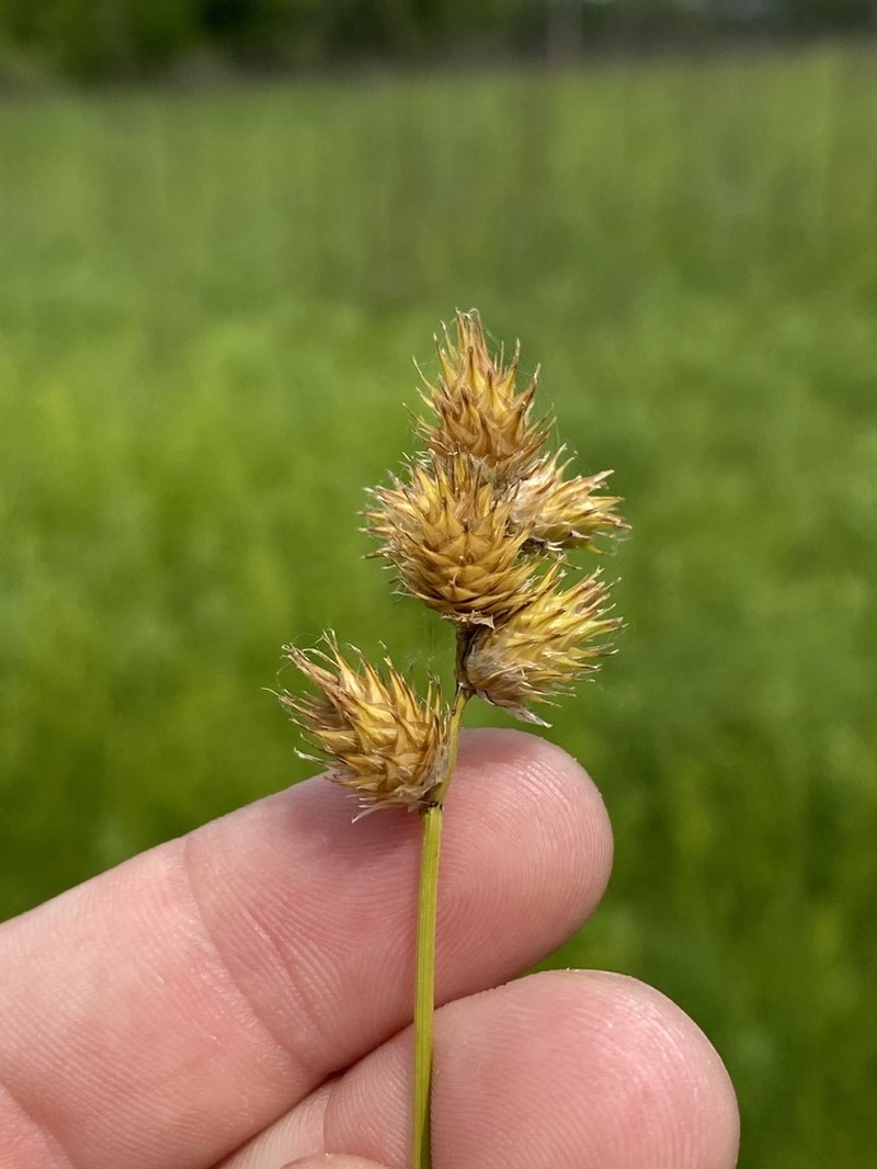 Bicknell's Sedge photo 2